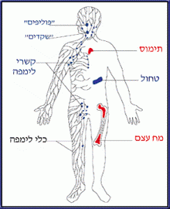 מחלת הודג קינס Hodgkin Lymphoma האיגוד הישראלי להמטולוגיה ולאונקולוגיה ילדים